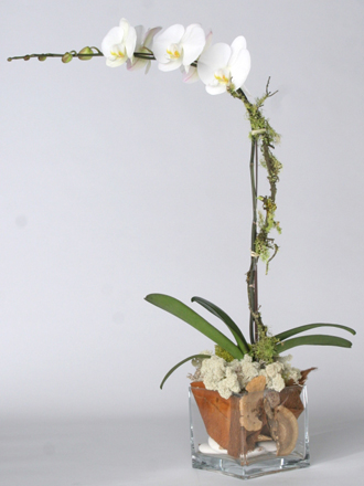 other plants, orchid and plants, white orchids